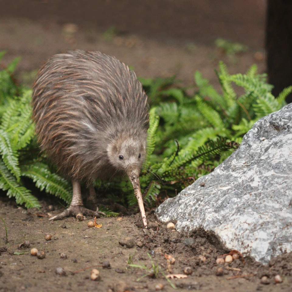 Vega Lend kiwi bird
