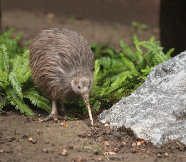 Vega Lend kiwi bird